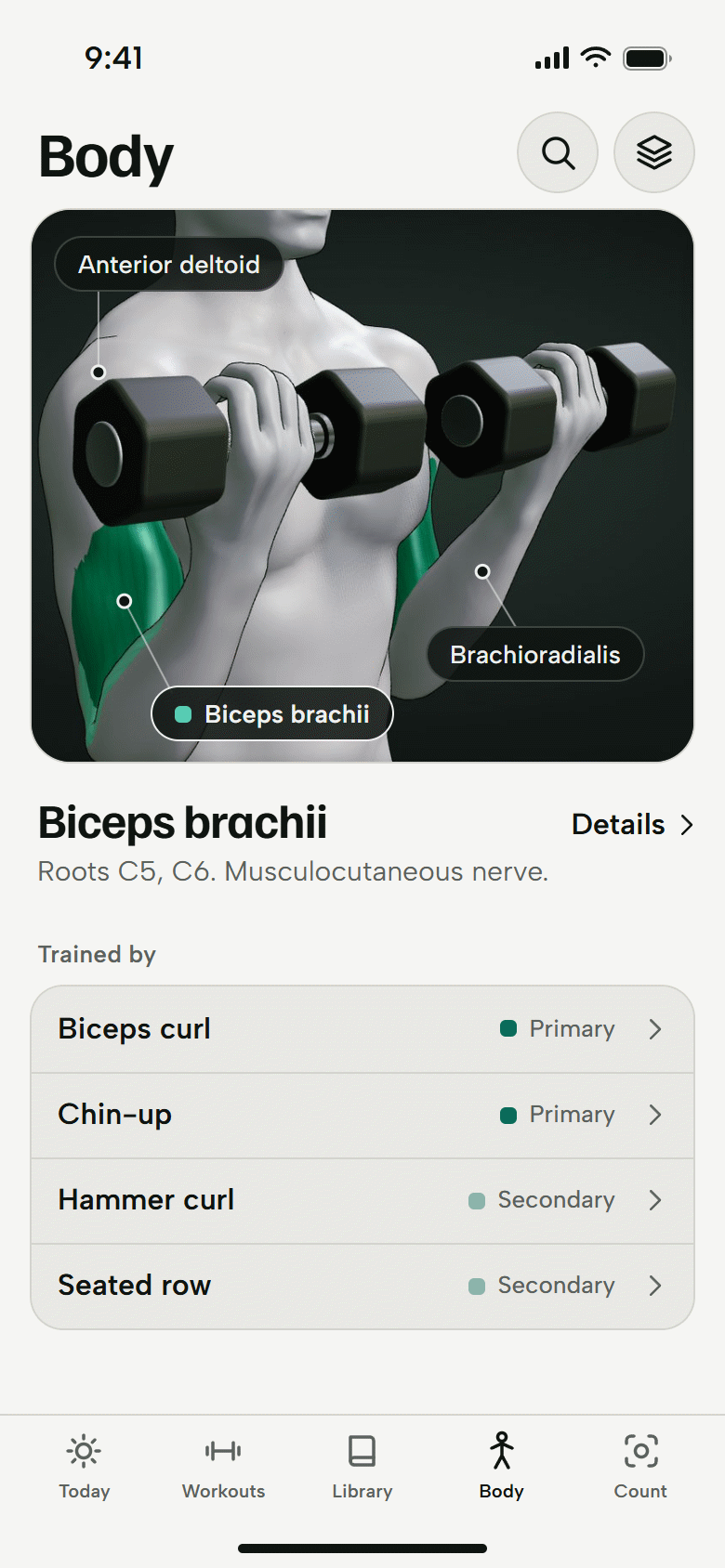 The Body screen. A 3D athlete with the biceps brachii selected, and the lifts that train it. Light theme.