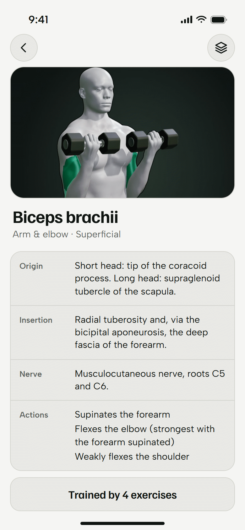 The muscle screen for the biceps brachii. The 3D athlete with the muscle painted, and its origin, insertion, nerve and actions. Light theme.